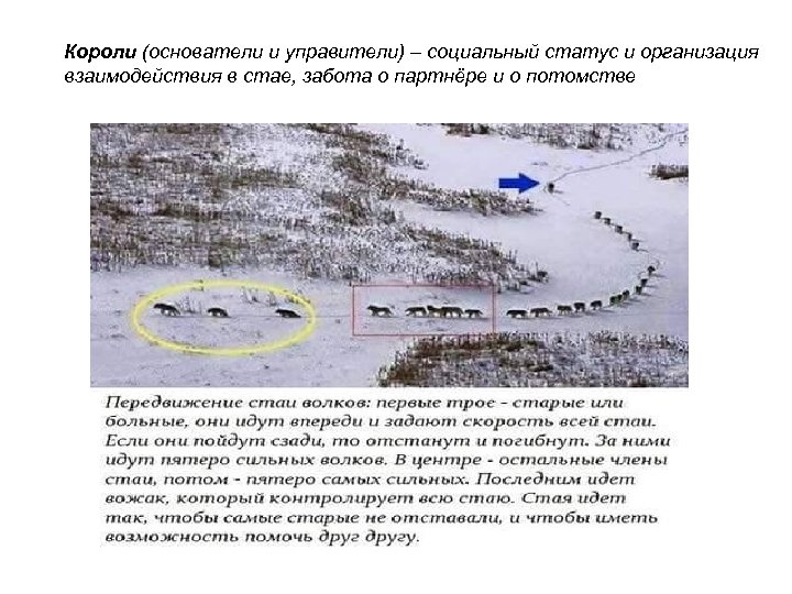 Короли (основатели и управители) – социальный статус и организация взаимодействия в стае, забота о
