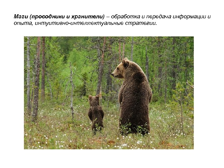 Маги (проводники и хранители) – обработка и передача информации и опыта, интуитивно-интеллектуальные стратегии. 