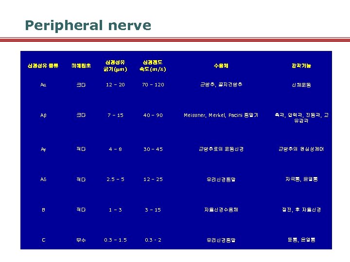 Peripheral nerve 신경섬유 종류 미에린초 신경섬유 굵기( m) 신경전도 속도(m/s) 수용체 감각기능 A 크다