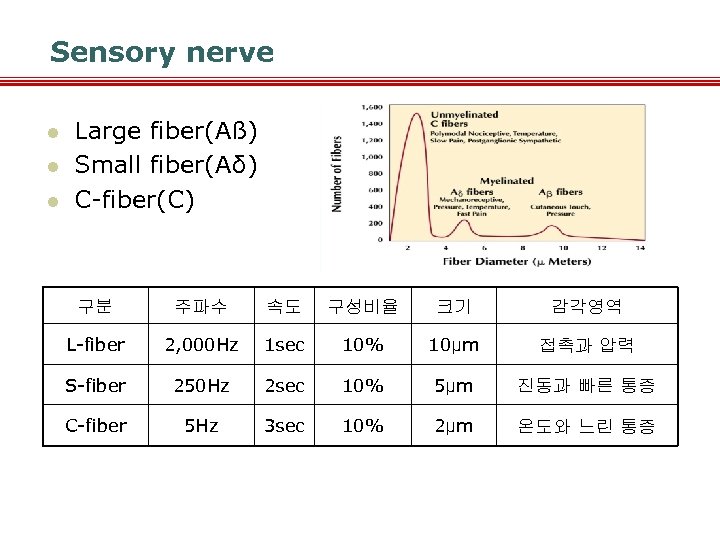 Sensory nerve l l l Large fiber(Aß) Small fiber(Aδ) C-fiber(C) 구분 주파수 속도 구성비율