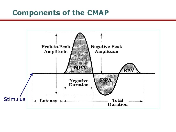 Components of the CMAP Stimulus 
