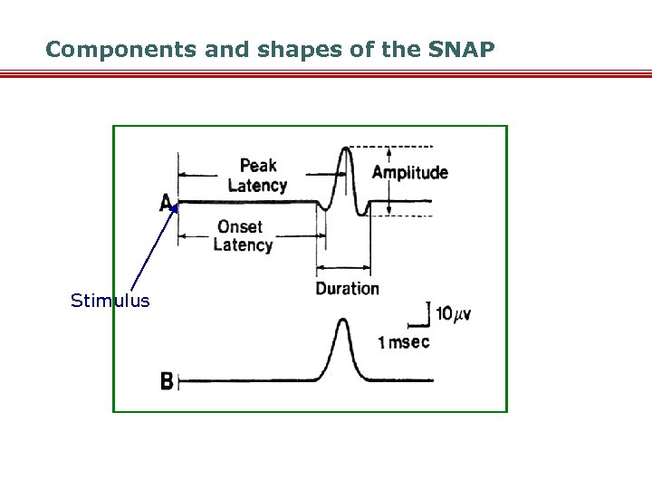 Components and shapes of the SNAP Stimulus 