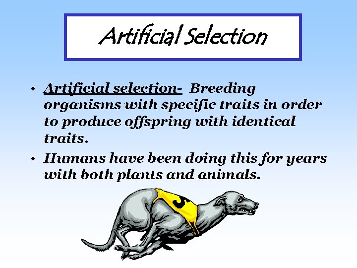 Artificial Selection • Artificial selection- Breeding organisms with specific traits in order to produce