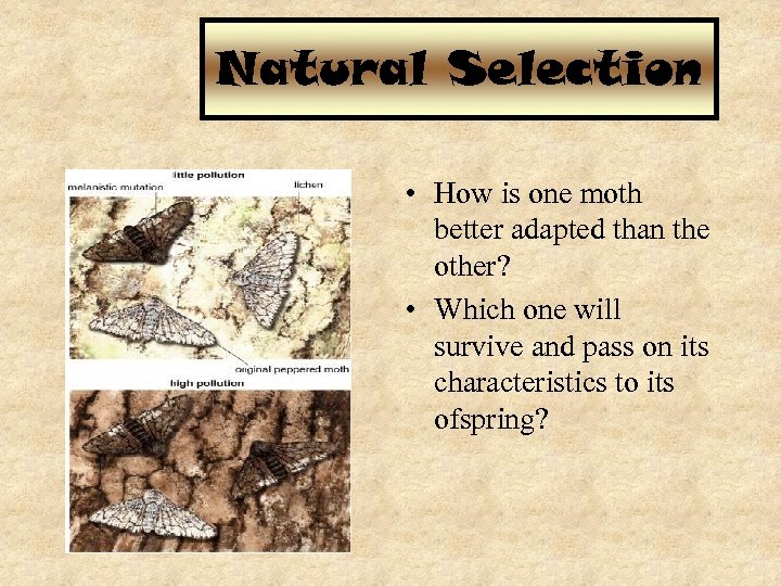 Natural Selection • How is one moth better adapted than the other? • Which