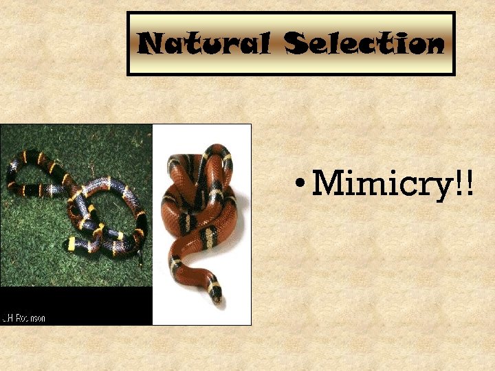 Natural Selection • Mimicry!! 