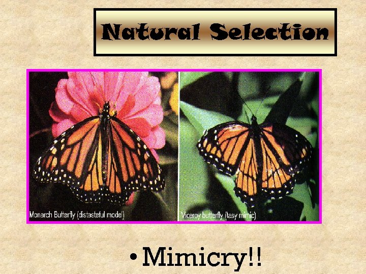 Natural Selection • Mimicry!! 