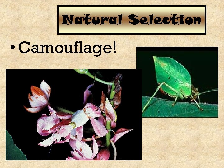 Natural Selection • Camouflage! 