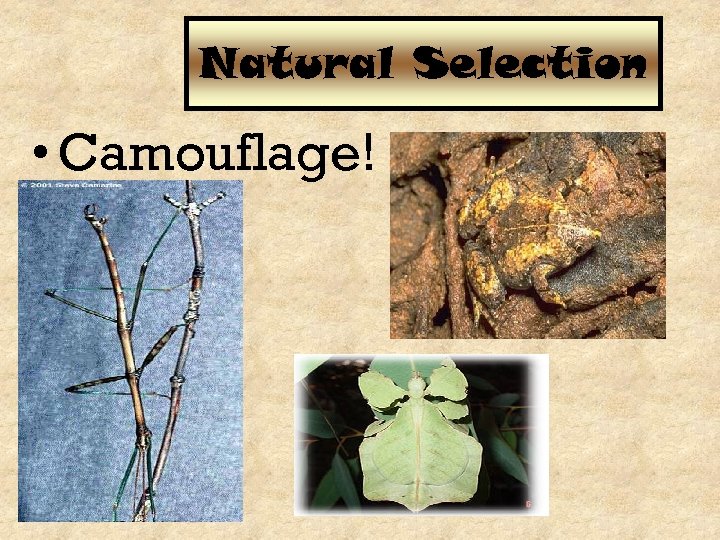 Natural Selection • Camouflage! 