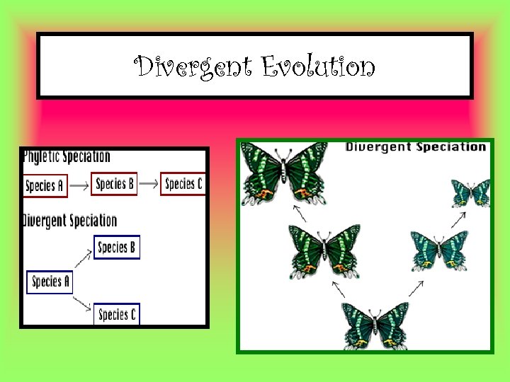 Divergent Evolution 
