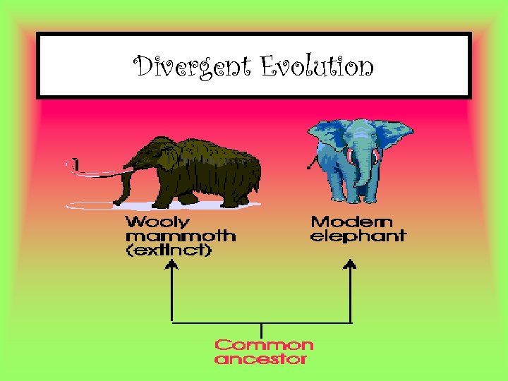 Divergent Evolution 