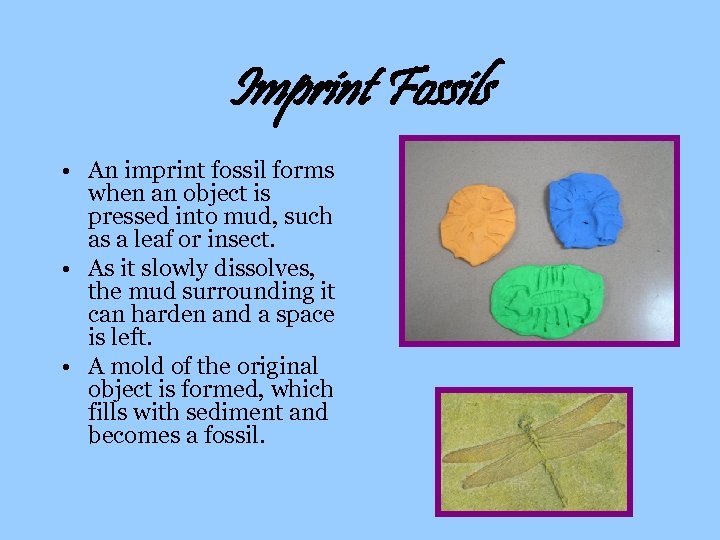 Imprint Fossils • An imprint fossil forms when an object is pressed into mud,