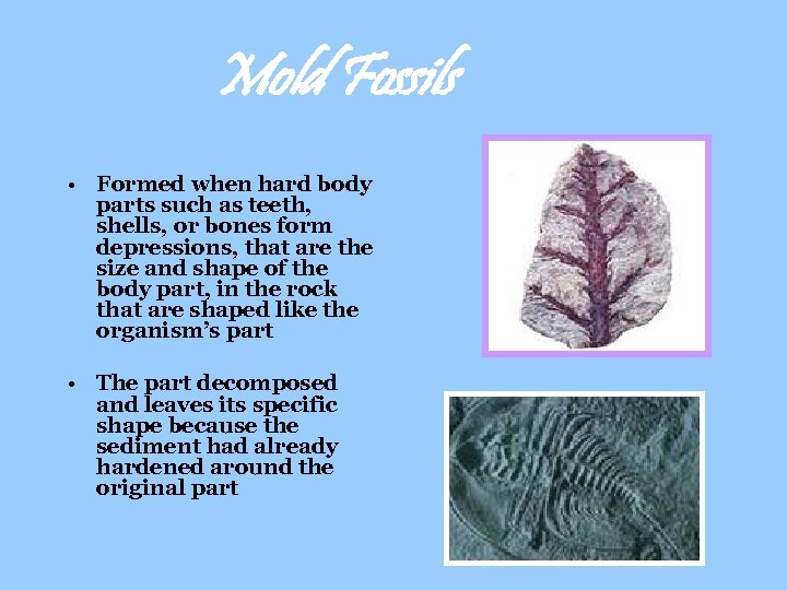 Mold Fossils • Formed when hard body parts such as teeth, shells, or bones