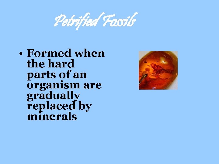 Petrified Fossils • Formed when the hard parts of an organism are gradually replaced