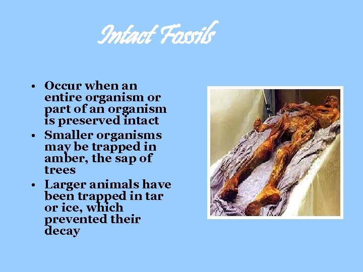 Intact Fossils • Occur when an entire organism or part of an organism is
