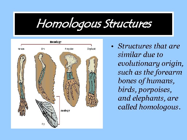 Homologous Structures • Structures that are similar due to evolutionary origin, such as the