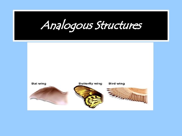 Analogous Structures 
