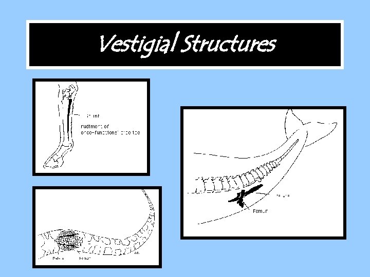 Vestigial Structures 