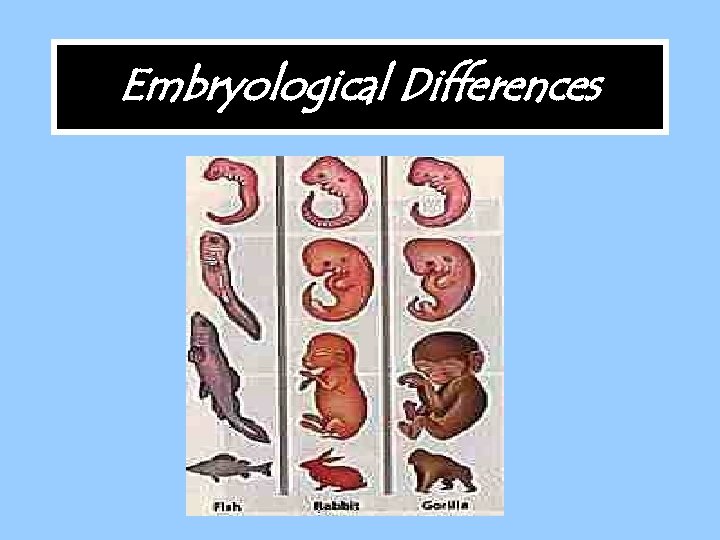 Embryological Differences 