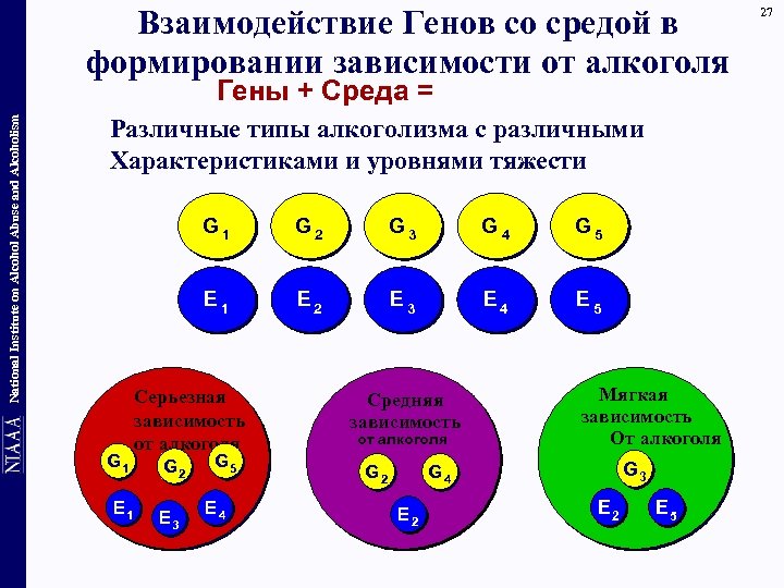 Взаимодействие Генов со средой в формировании зависимости от алкоголя National Institute on Alcohol Abuse