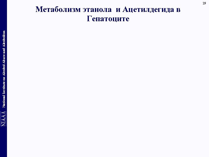 National Institute on Alcohol Abuse and Alcoholism Метаболизм этанола и Ацетилдегида в Гепатоците 29