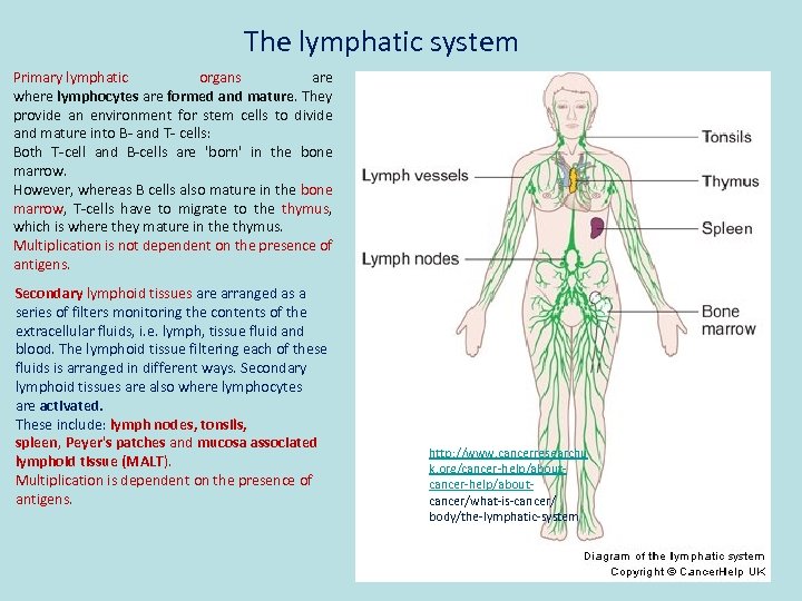 The lymphatic system Primary lymphatic organs are where lymphocytes are formed and mature. They