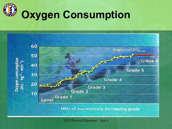 Oxygen Consumption VCE Physical Education - Unit 3 
