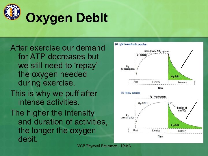 Oxygen Debit After exercise our demand for ATP decreases but we still need to