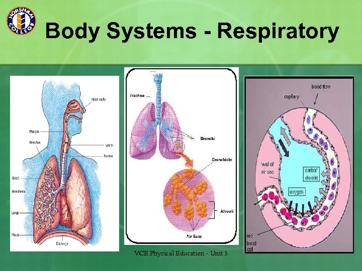 Body Systems - Respiratory VCE Physical Education - Unit 3 