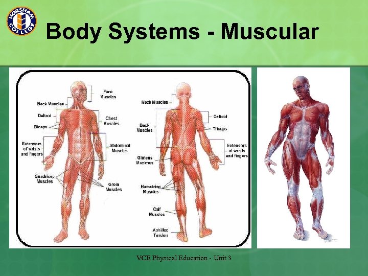 Body Systems - Muscular VCE Physical Education - Unit 3 