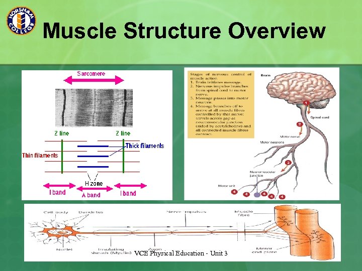 Muscle Structure Overview VCE Physical Education - Unit 3 
