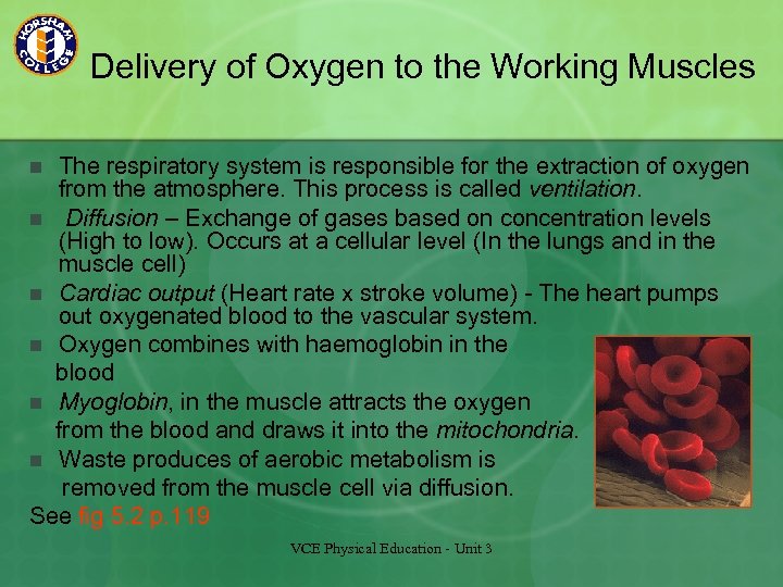 Delivery of Oxygen to the Working Muscles The respiratory system is responsible for the