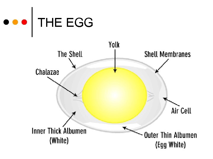 THE EGG 