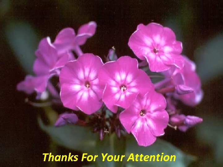 Thanks For Your Attention 