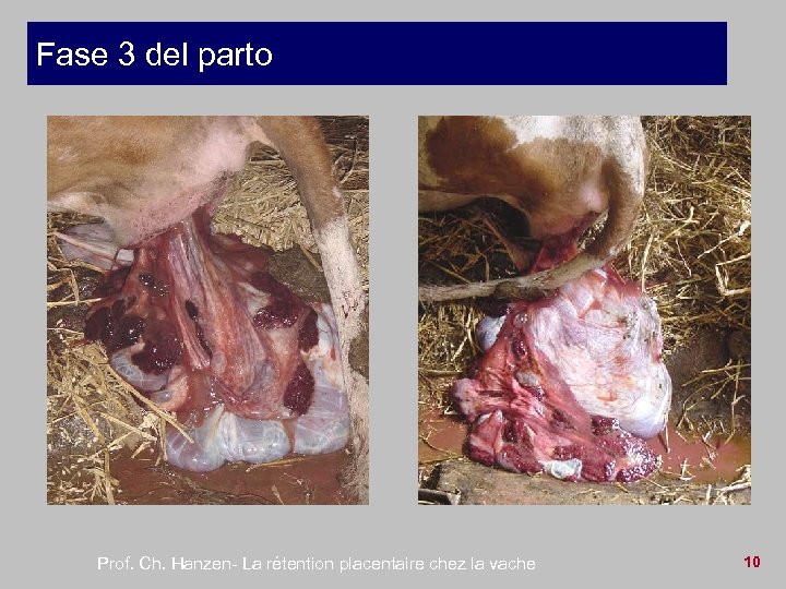 Fase 3 del parto Prof. Ch. Hanzen- La rétention placentaire chez la vache 10