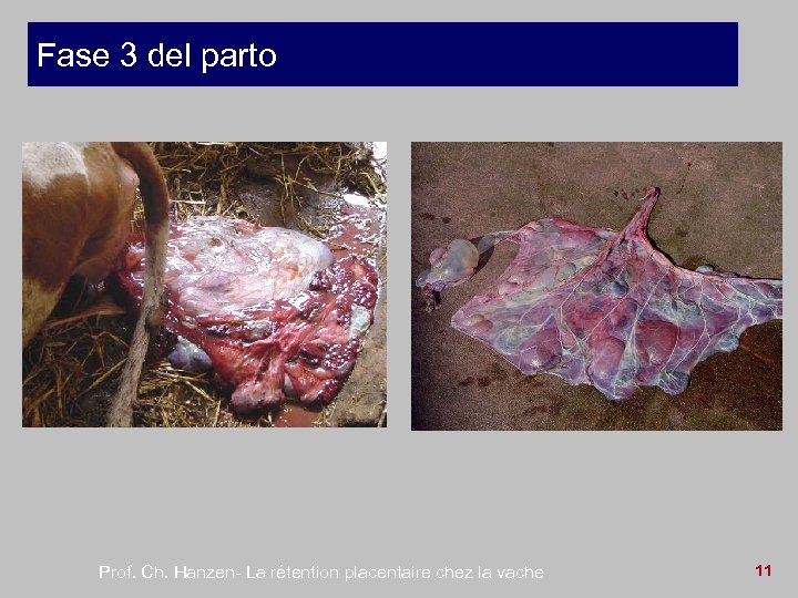 Fase 3 del parto Prof. Ch. Hanzen- La rétention placentaire chez la vache 11