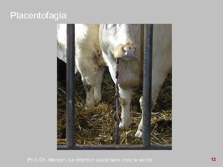 Placentofagia Prof. Ch. Hanzen- La rétention placentaire chez la vache 12 
