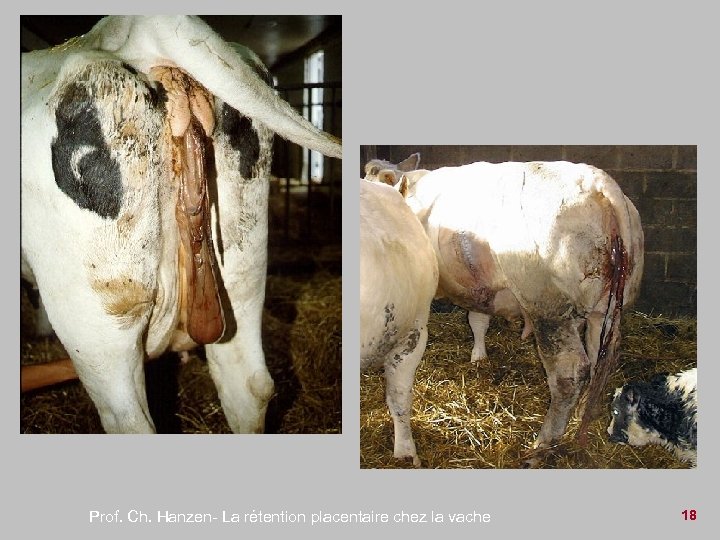 Prof. Ch. Hanzen- La rétention placentaire chez la vache 18 