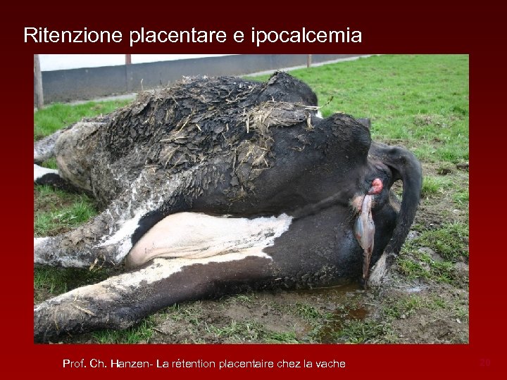 Ritenzione placentare e ipocalcemia Prof. Ch. Hanzen- La rétention placentaire chez la vache 20
