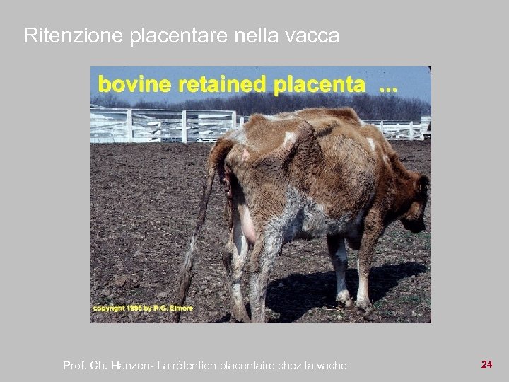 Ritenzione placentare nella vacca Prof. Ch. Hanzen- La rétention placentaire chez la vache 24