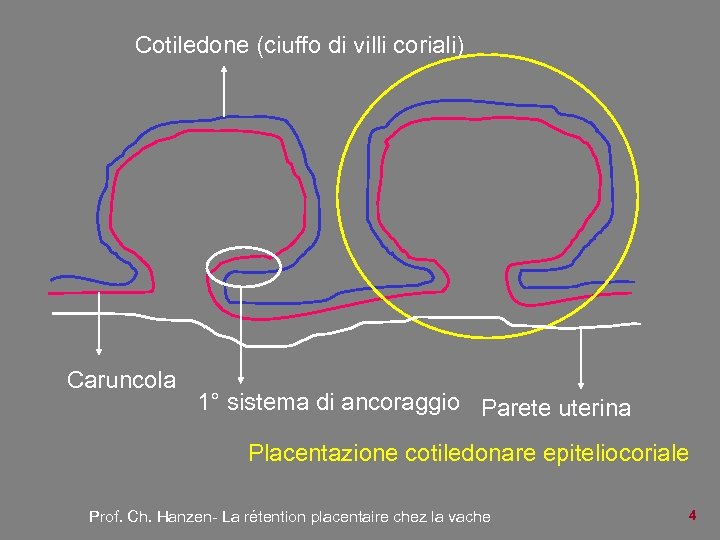 Cotiledone (ciuffo di villi coriali) Caruncola 1° sistema di ancoraggio Parete uterina Placentazione cotiledonare