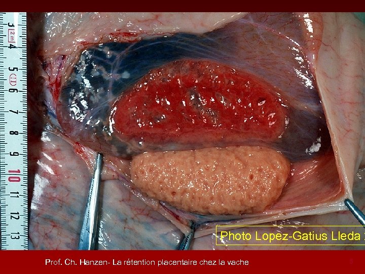 Photo Lopez-Gatius Lleda 2 Prof. Ch. Hanzen- La rétention placentaire chez la vache 5