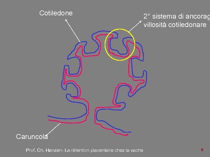 Cotiledone 2° sistema di ancorag villosità cotiledonare Caruncola Prof. Ch. Hanzen- La rétention placentaire