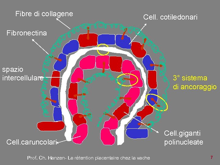 Fibre di collagene Cell. cotiledonari Fibronectina spazio intercellulare Cell. caruncolari Prof. Ch. Hanzen- La
