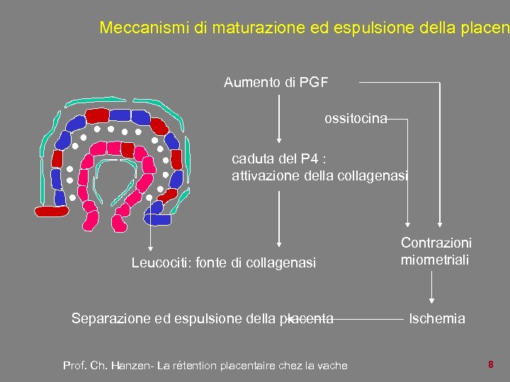 Meccanismi di maturazione ed espulsione della placen Aumento di PGF ossitocina caduta del P