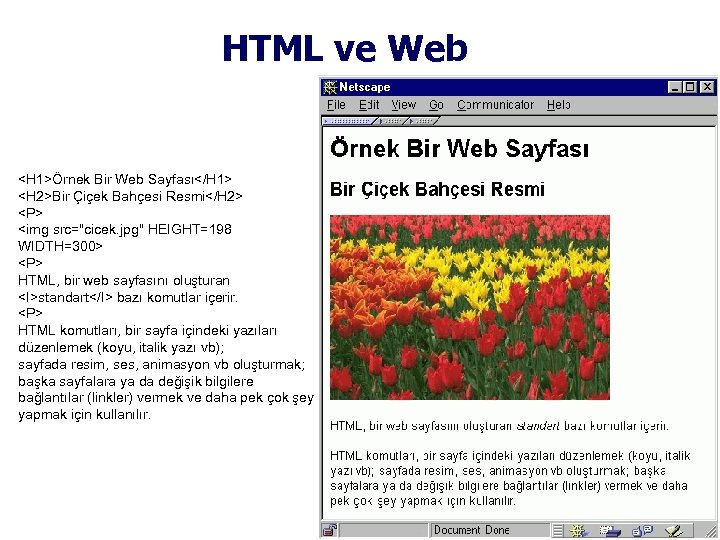 HTML ve Web <H 1>Örnek Bir Web Sayfası</H 1> <H 2>Bir Çiçek Bahçesi Resmi</H