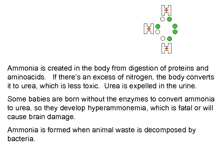 Ammonia is created in the body from digestion of proteins and aminoacids. If there’s