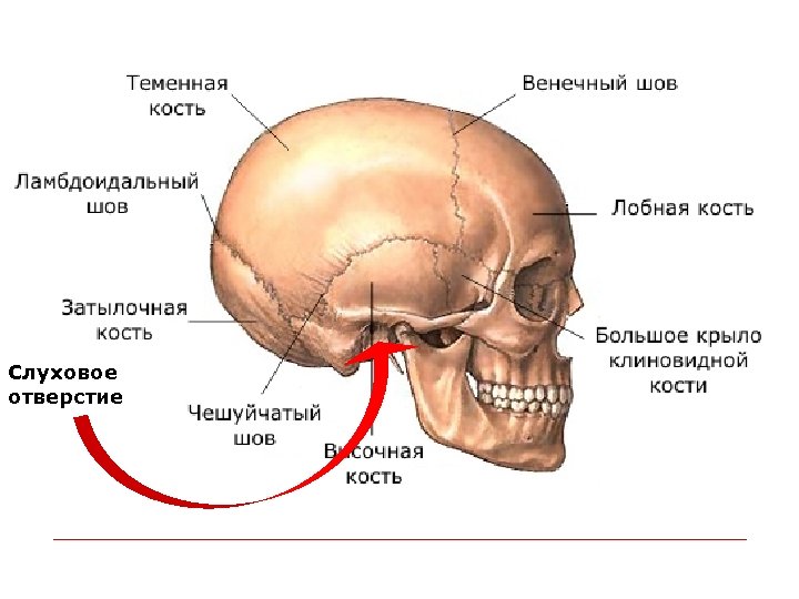 Затылок это где фото