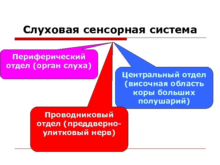 Блок схема слуховой сенсорной системы