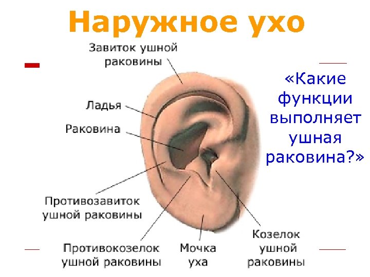 Наружное ухо «Какие функции выполняет ушная раковина? » 