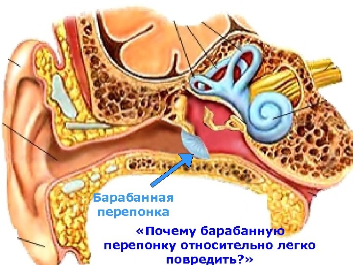 Перепонная барабанная перепонка. Барабанная перепонка строение. Барабанная перепонка анатомия. Ухо барабанная перепонка.